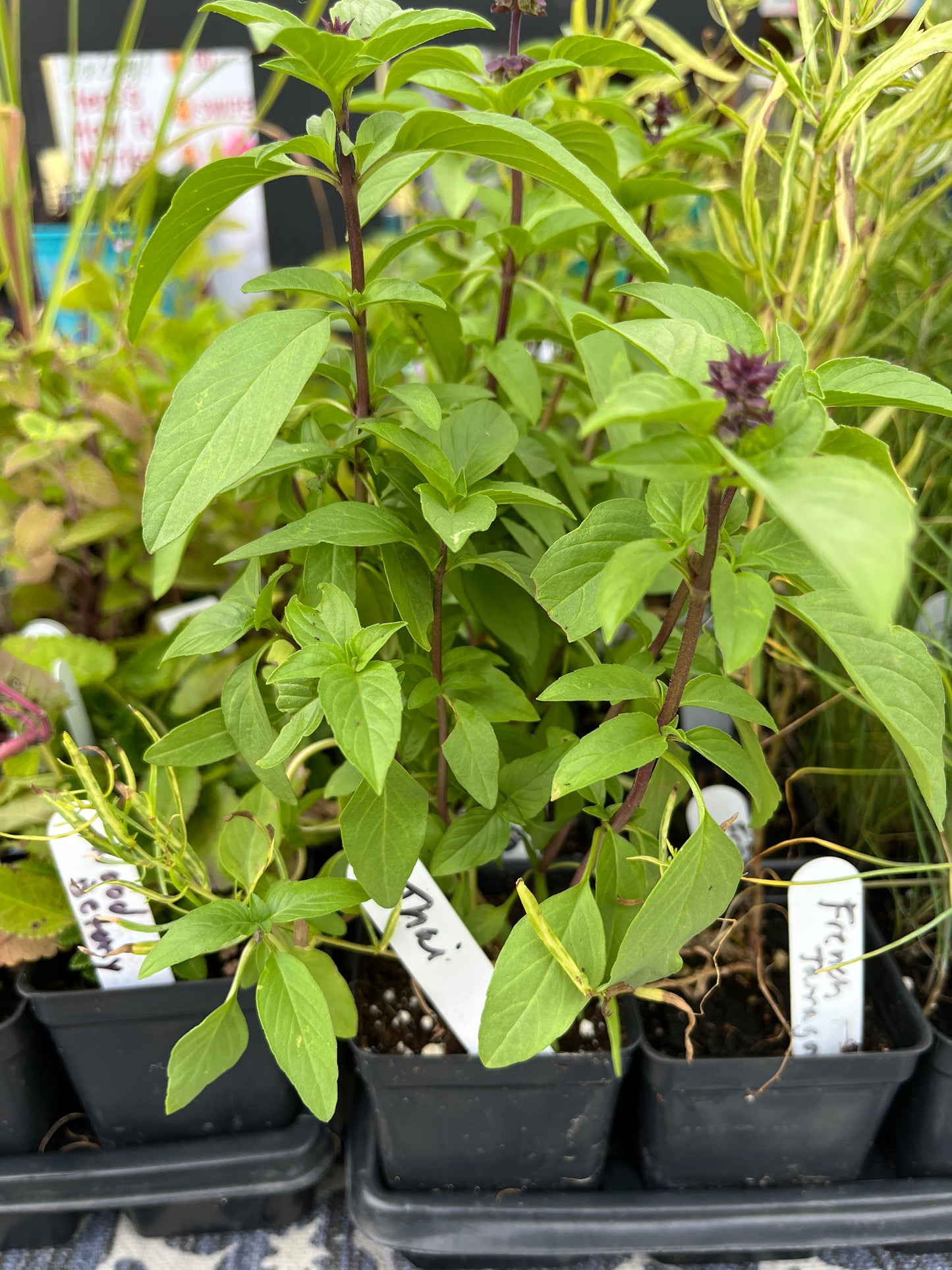 Peace - Basil