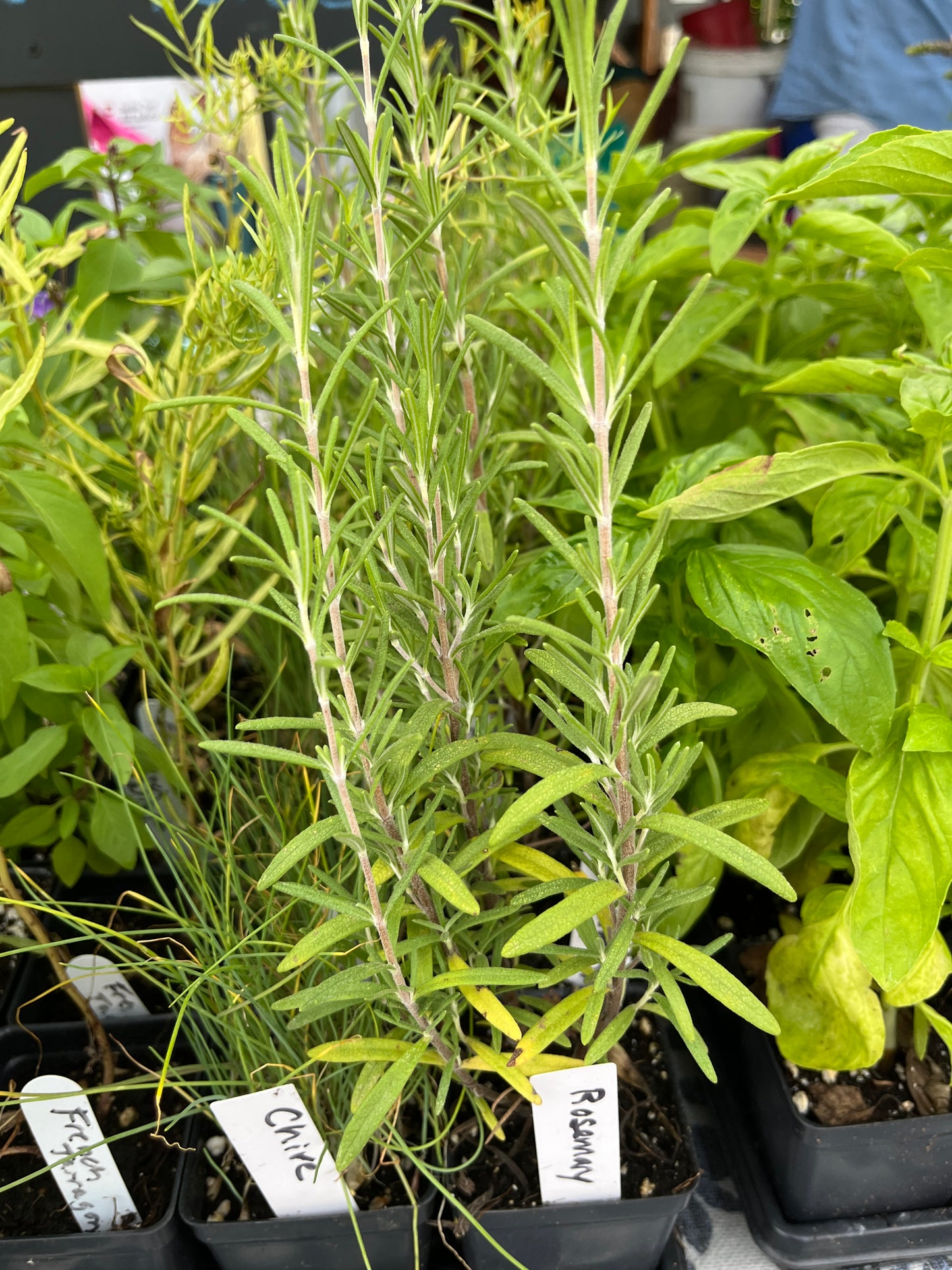 Middleway - Rosemary
