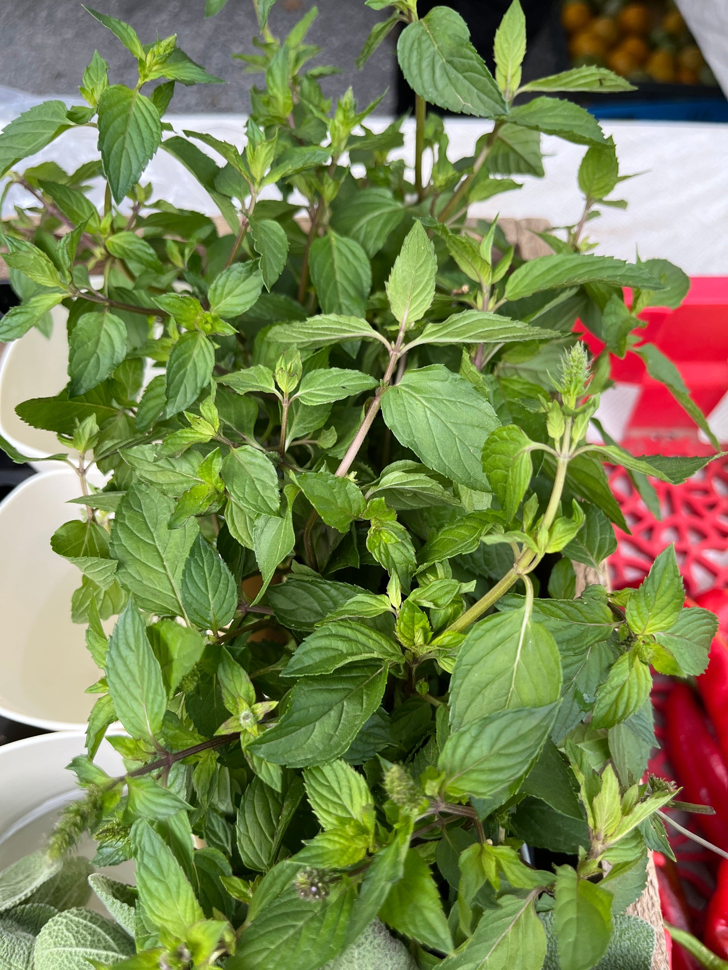 Blue Mountain - Large Basil