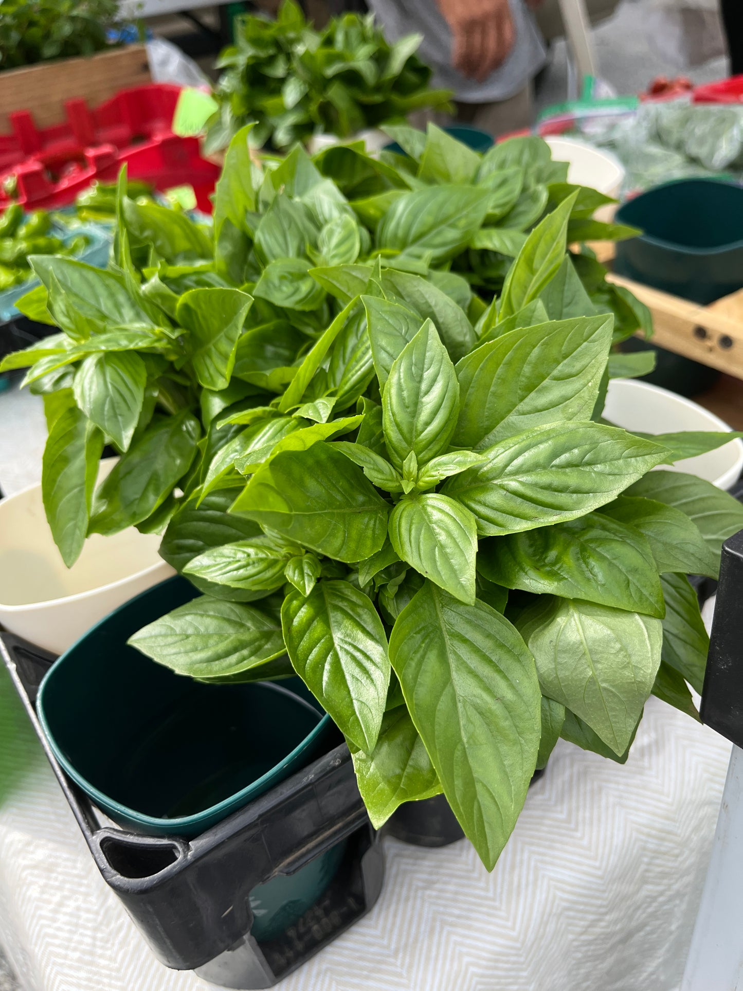 Blue Mountain - Mint