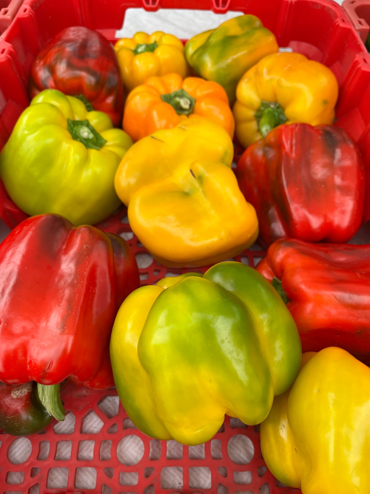 Blue Mountain - Peppers Color