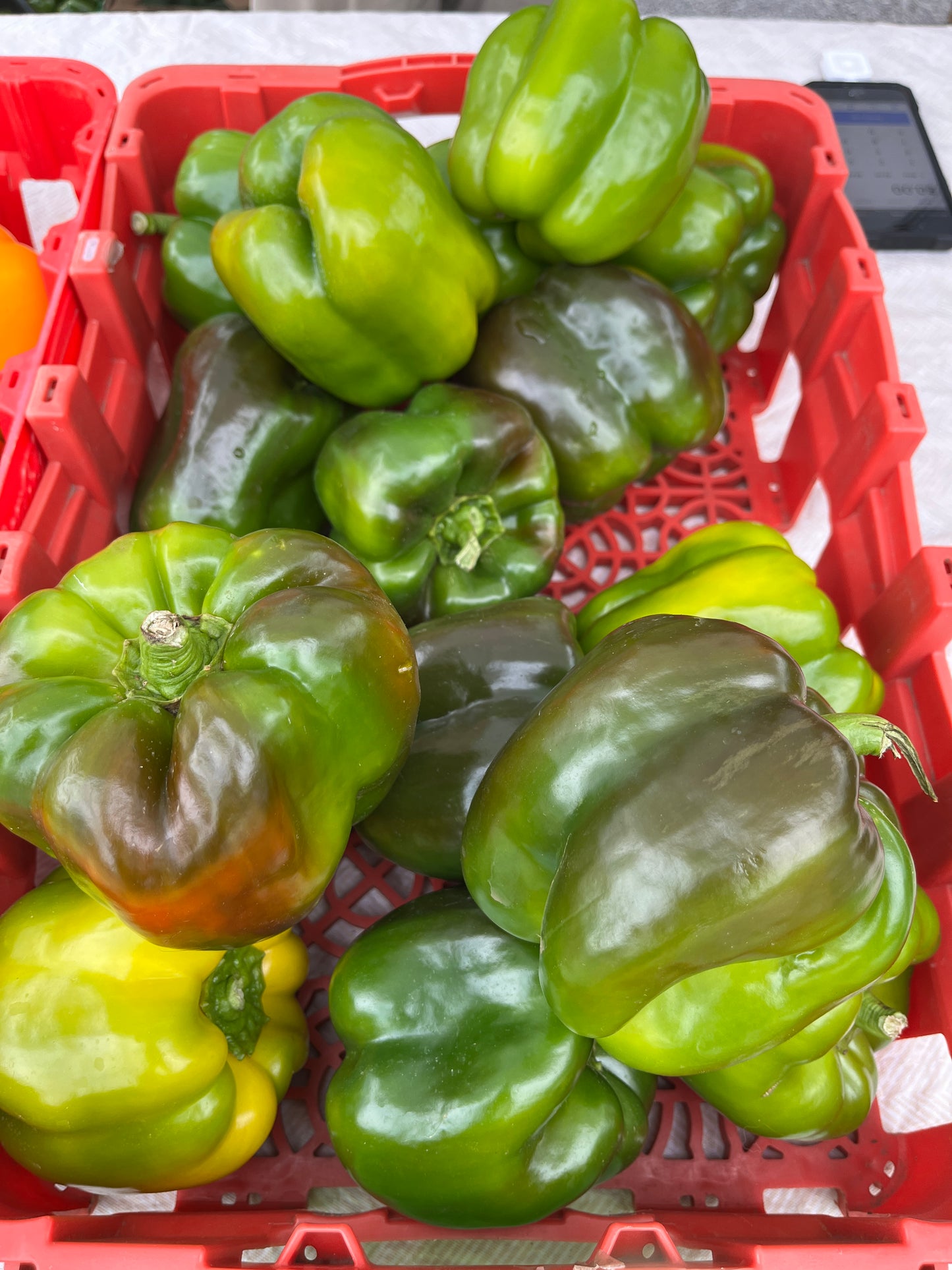 Blue Mountain - Peppers Green