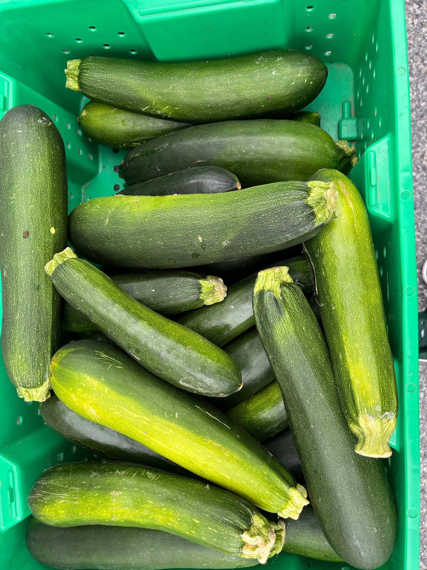 Blue Mountain - Zucchini