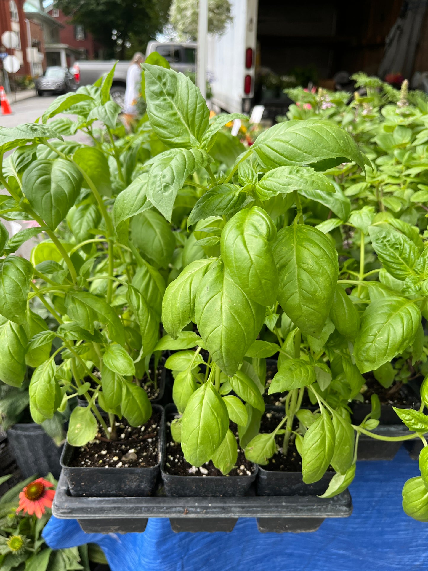 Middleway - Thai Basil Herbs