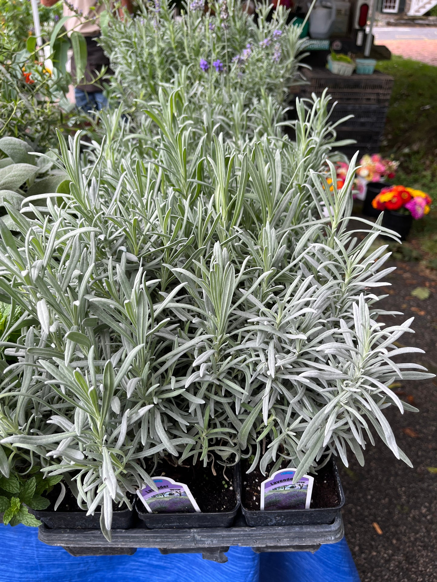 Middleway - Lavender
