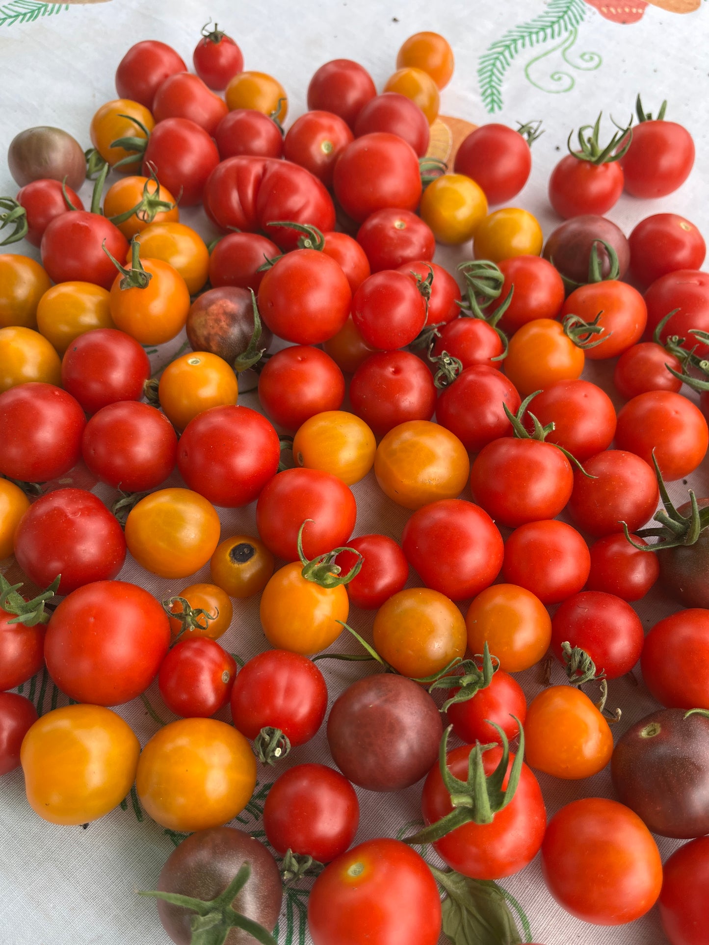 Rooster - Heirloom Tomatoes
