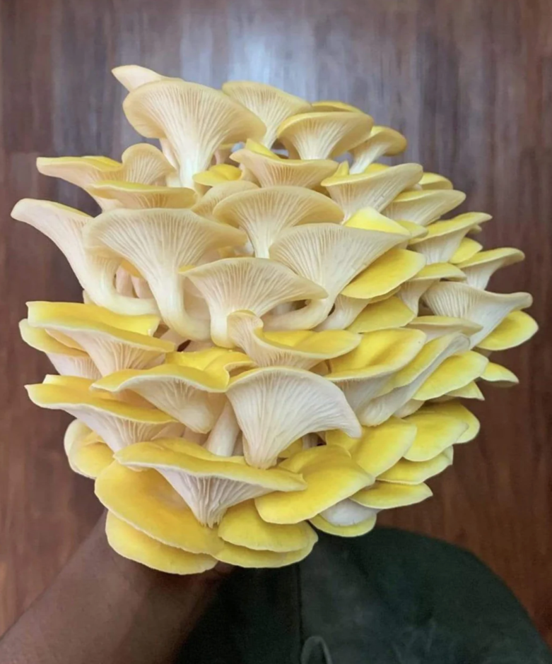 Rooster - Yellow Oyster Mushrooms