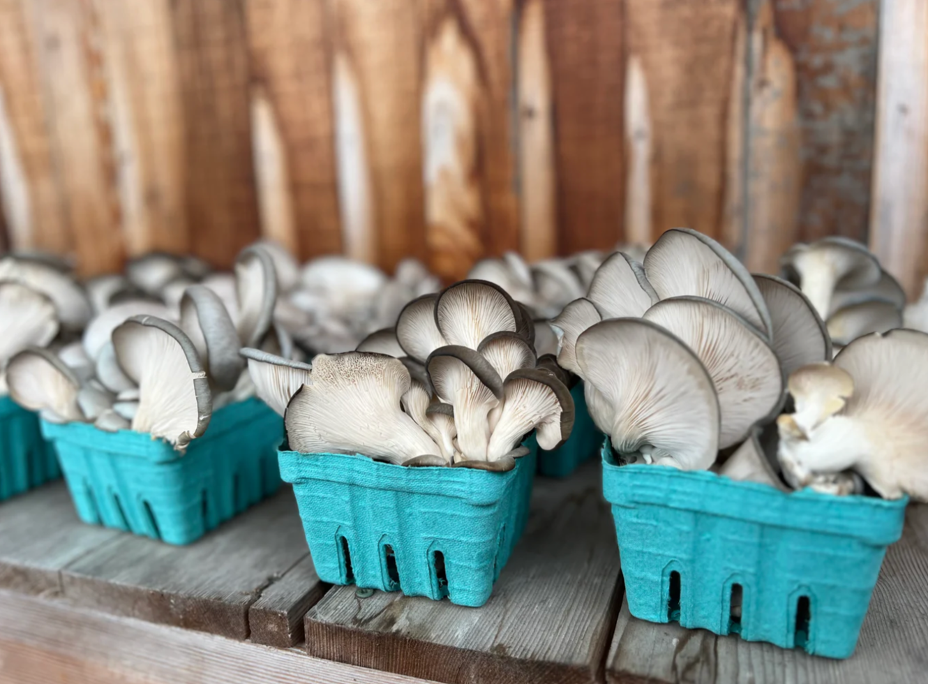 Rooster - Blue Oyster Mushrooms