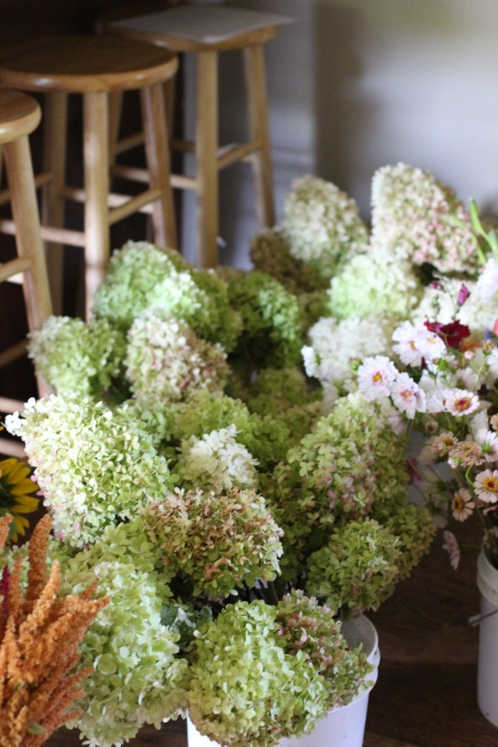 Middleway - Hydrangea