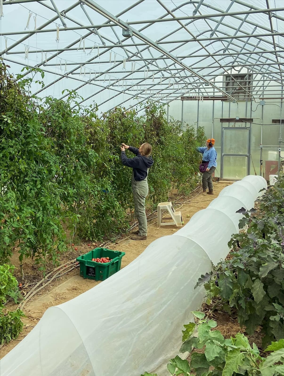 Shepherd Tabler Farm