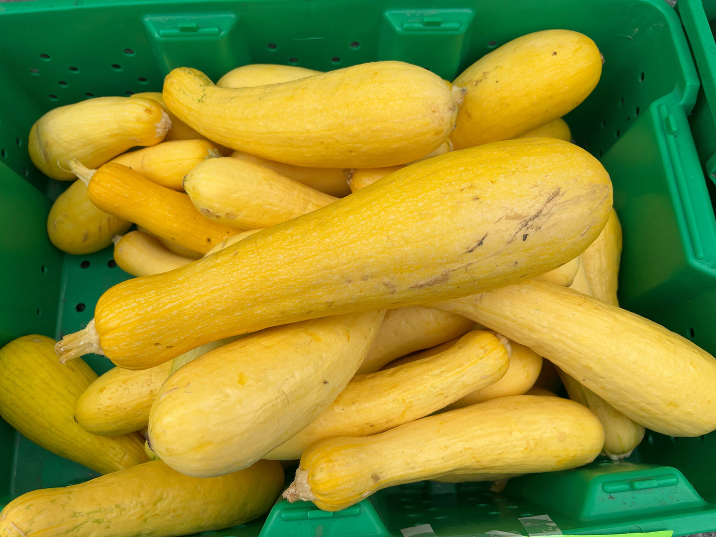 Blue Mountain - Yellow Squash